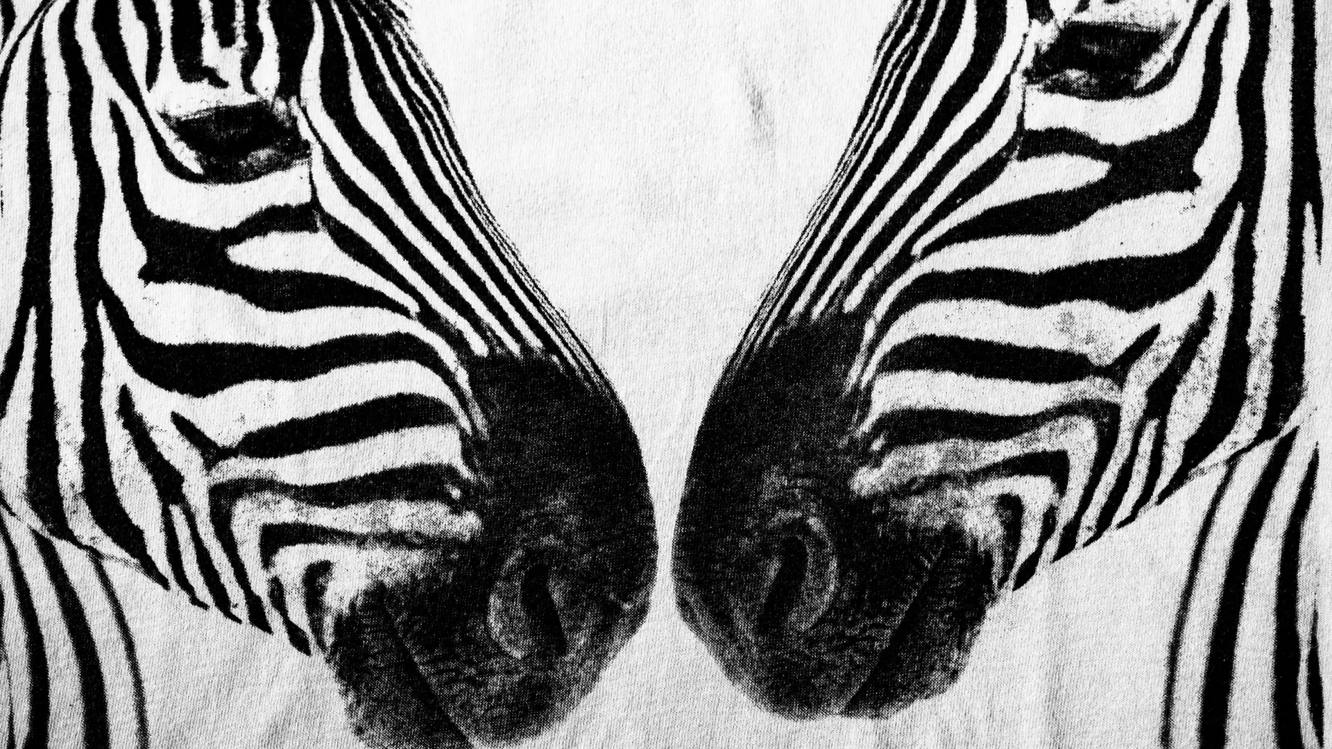 SaraBazzucchi-zebre